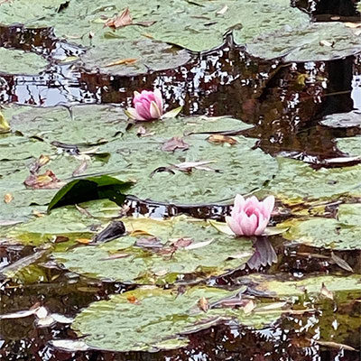 Springtime in Monet’s Gardens