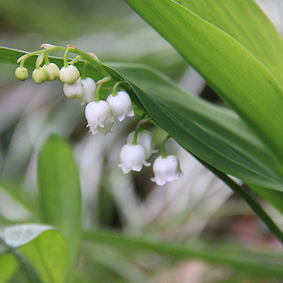 Le Muguet