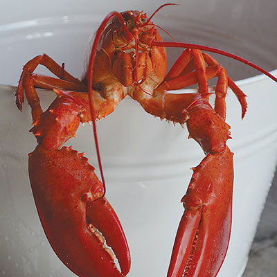National Lobster Day: June 15